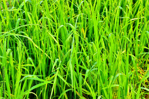Dew forming on the rice seedlings.