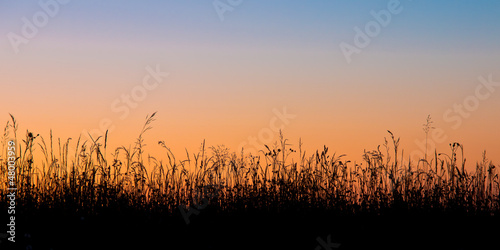 Grass field silhouette