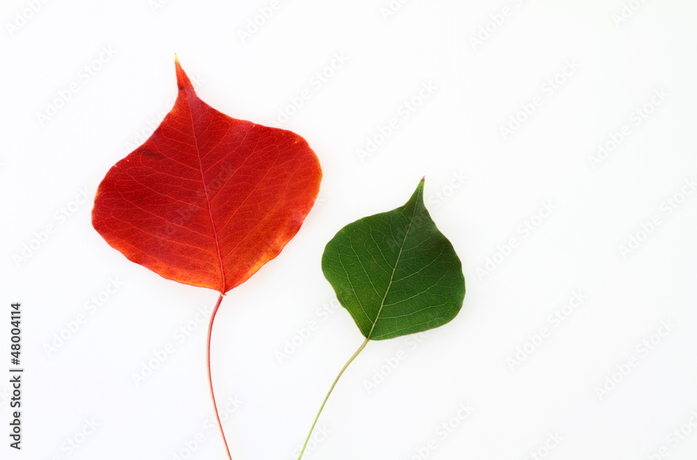 Fototapeta premium 落ち葉 赤い葉と緑の葉