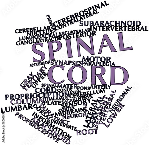 Word cloud for Spinal cord photo