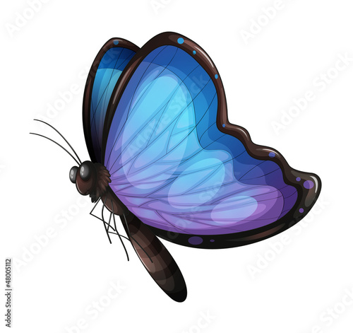A butterfly