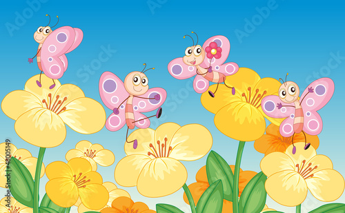 Butterflies