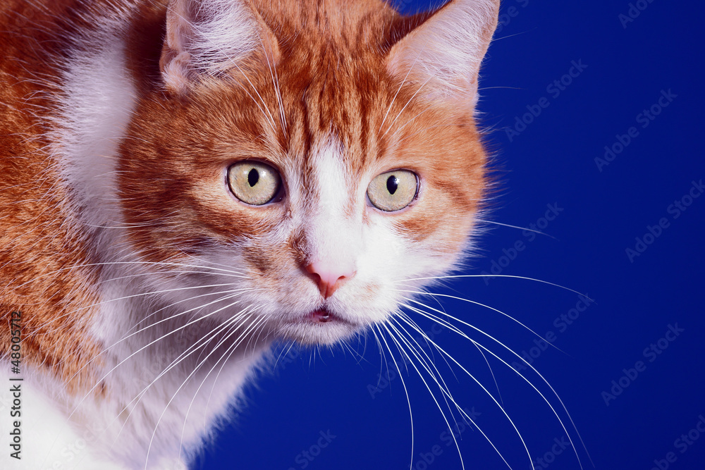 Oczy rudego kota - obrazy, fototapety, plakaty 