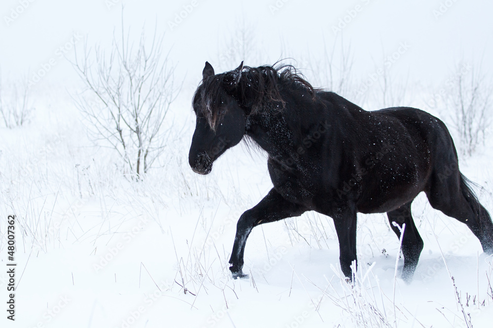 Trakehner black stallion walk in snow field Trakehner black stallion walk in snow field