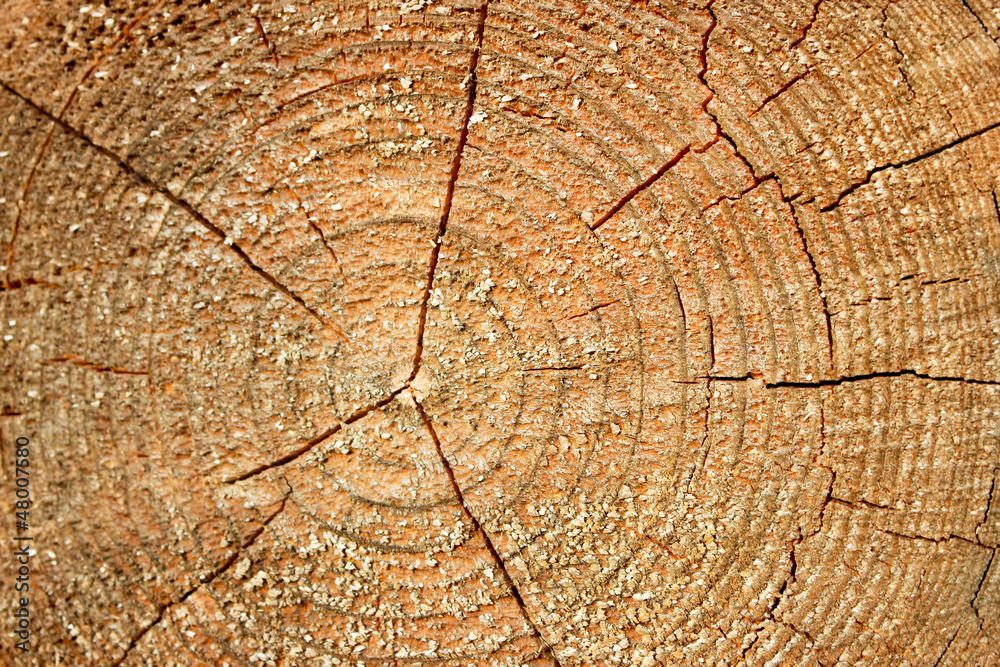 Fototapeta premium The structure of the saw cut logs