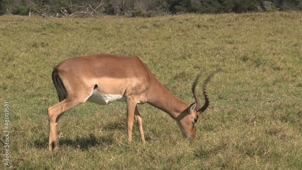 Gazelle grazes on the grassland Gazelle grazes on the grassland