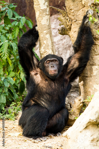 chimpanzee in nightsafari chiangmai Thailand photo