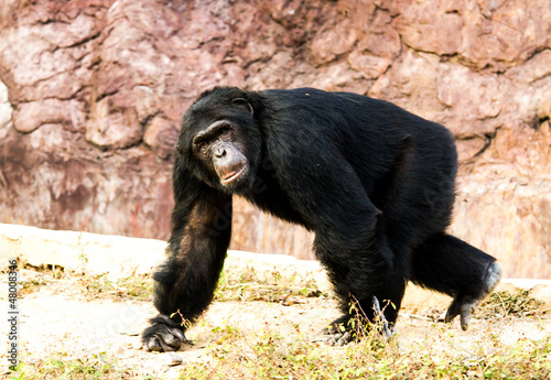 chimpanzee in nightsafari chiangmai Thailand photo