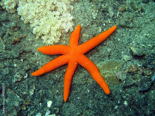 stella marina