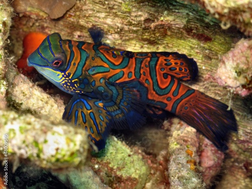 pesce mandarino