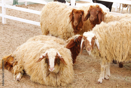 Awassi sheep relaxing photo