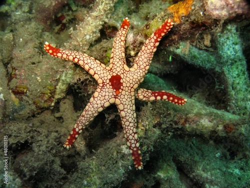 stella marina © paulreds