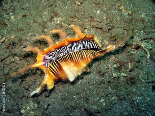 lambis millepeda