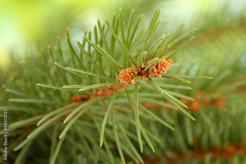 fir tree branch, on green background fir tree branch, on green background