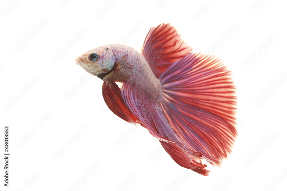 Fototapeta premium Siamese fighting fish