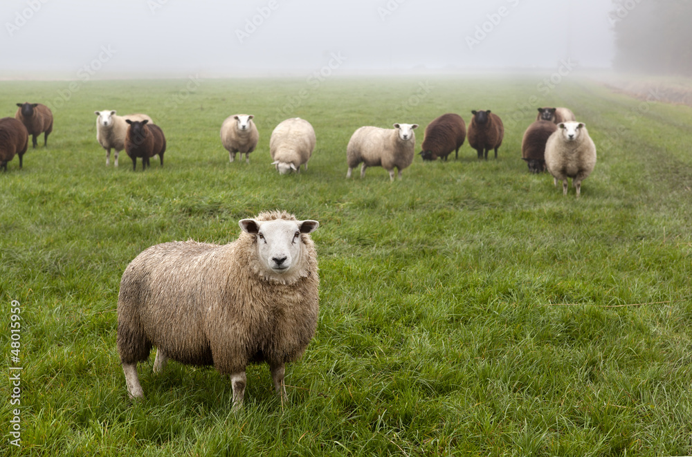 Obraz premium Holenderskie owce na pastwisku