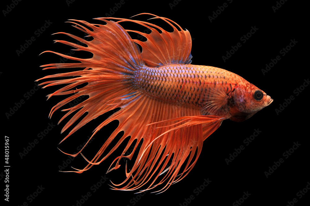 Siamese fighting fish Siamese fighting fish