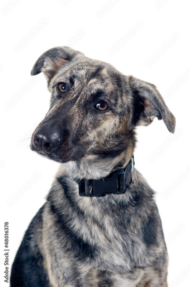 Mixed breed dog portrait