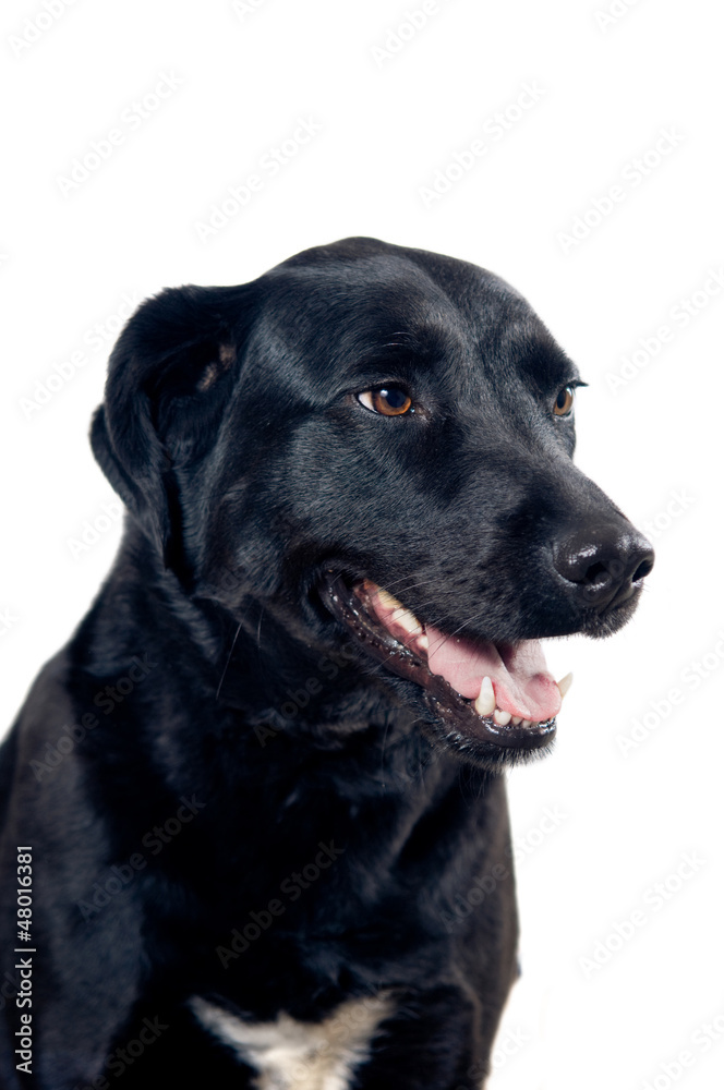 Fototapeta premium Labrador portrait