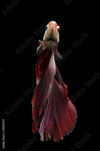 Fototapeta Naklejka Na Ścianę i Meble -  Siamese fighting fish