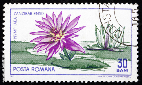 Postage stamp Romania 1965 Zanzibar Water Lily, Nymphaea Zanziba photo