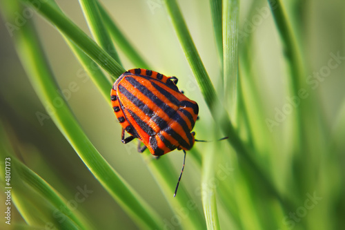 black red striped bug