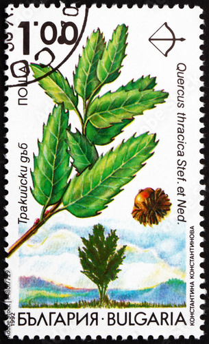 Postage stamp Bulgaria 1992 Thracian Oak, Quercus Thracica photo