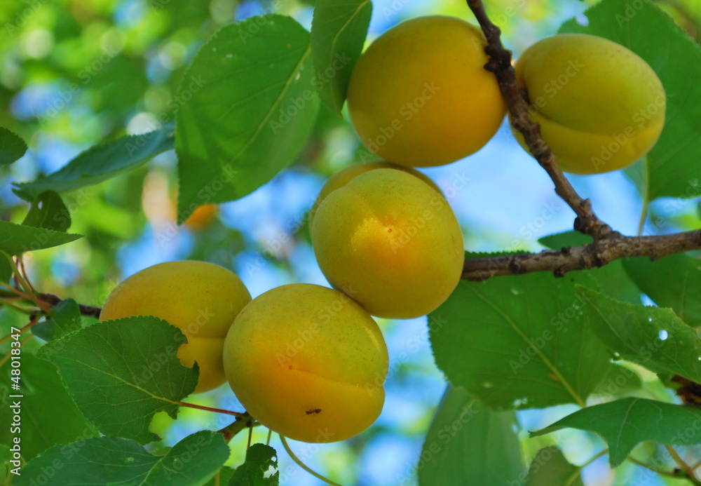 Several ripe apricots on the branch