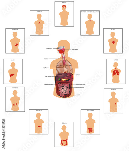 Huge collection of human organs illustration