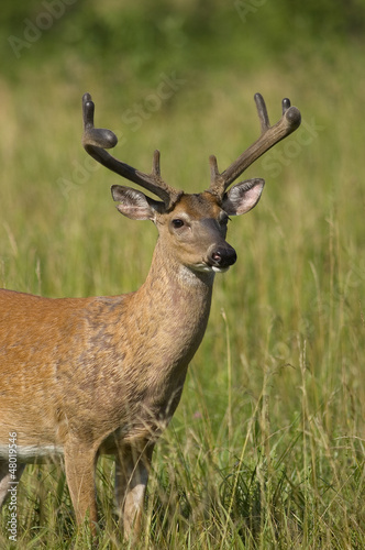 White Tailed Deer Buck POrtrait