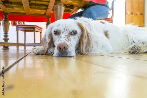 dog lying at the wooden floor in the dining room © travelview