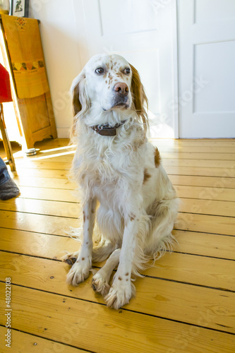 dog lying at the wooden floor in the dining room photo