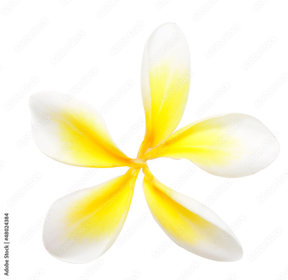 plumeria plumeria