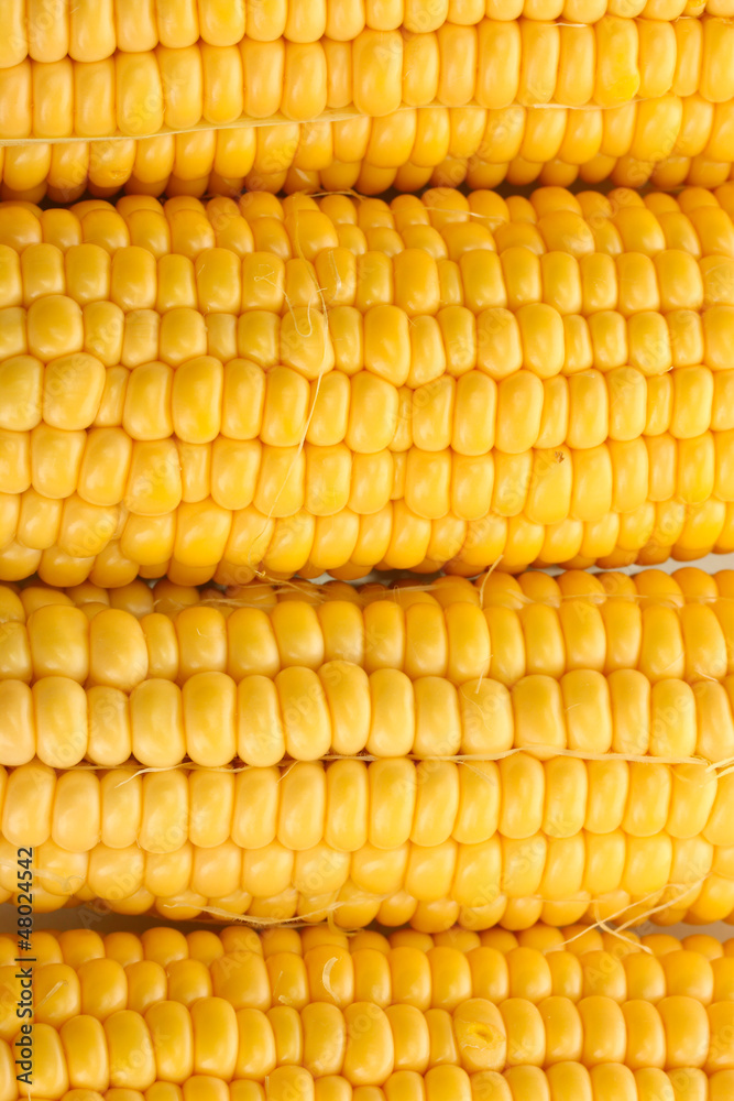 fresh corn, close up fresh corn, close up