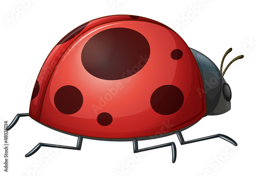 A ladybug