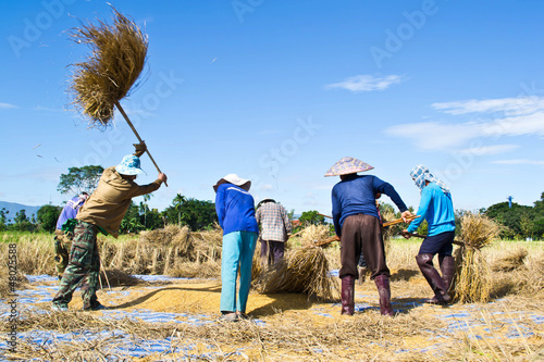 Farmer in the field combine