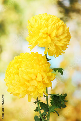 bright yellow chrysanthemums, on green background