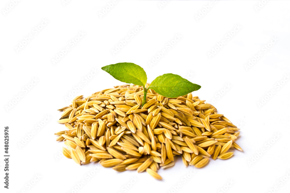 Obraz premium Trees growing on the rice