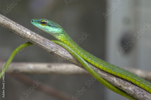 Green Tree Snake waiting on a branch.