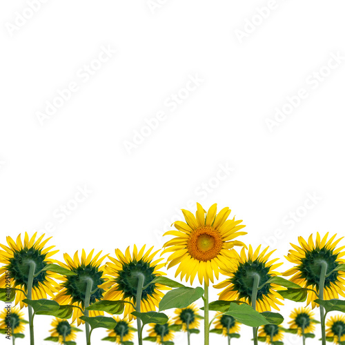 Sun flower blooming