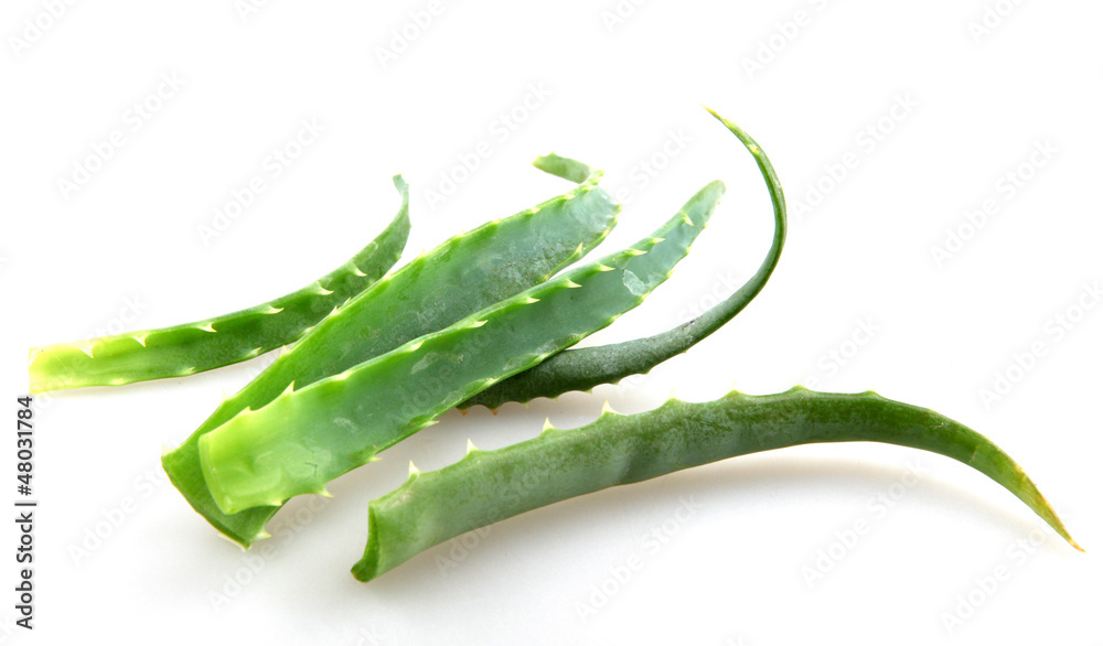 aloe vera aloe vera