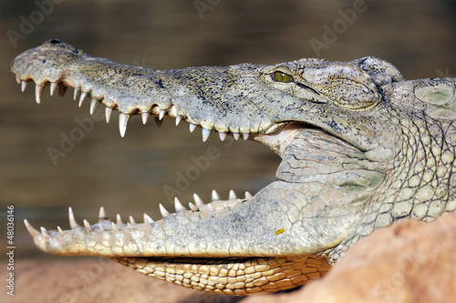 big head of crocodile