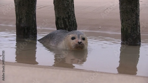 bébé phoque dans l'eau photo