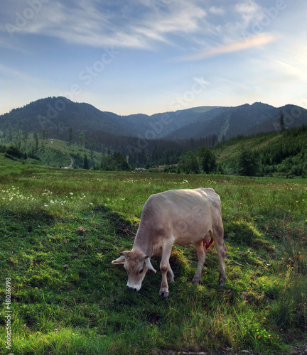 Grazing cow