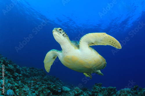 Green Sea Turtle swims over coral reef in ocean