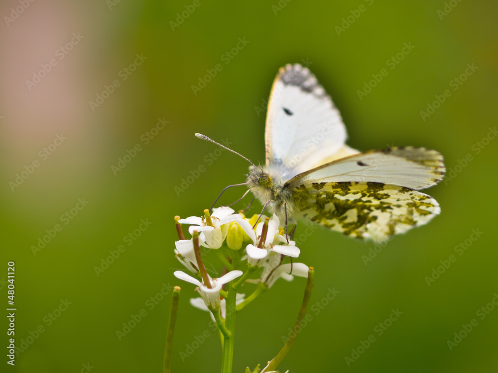 Butterfly Warming its Wings in the Sun Butterfly Warming its Wings in the Sun