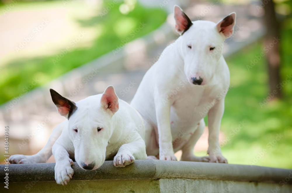 two white english bull terrier dogs together
