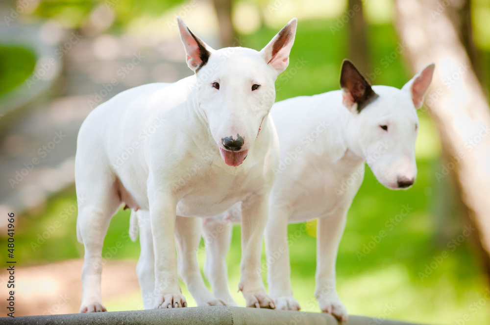 two white bull terriers standing close