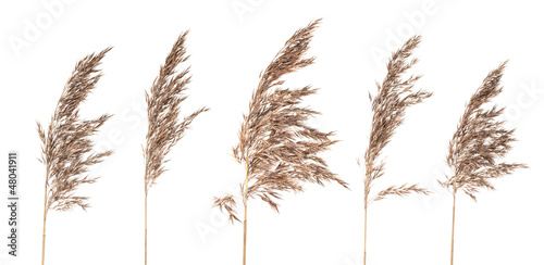 Obraz na płótnie Dried bush grass panicles on white background