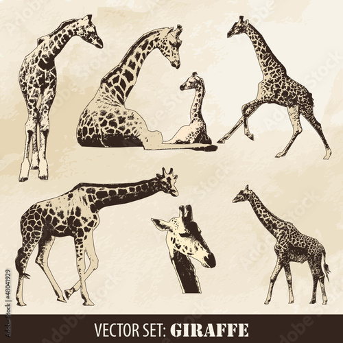 Giraffe